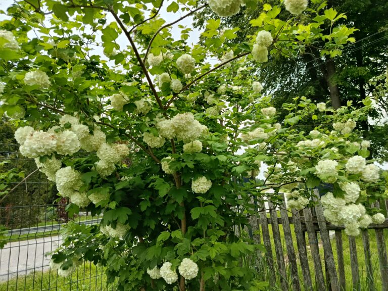 IMG_20250524_101847