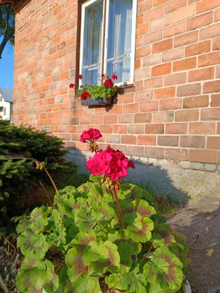 IMG_20250817_065243